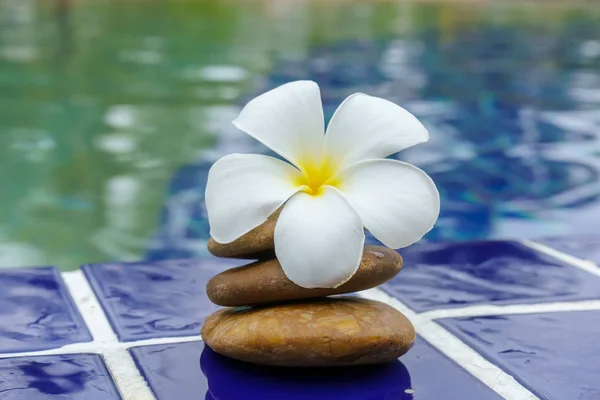 Plumeria Flores Piso Baldosas Yacía Lado Piscina — Foto de Stock