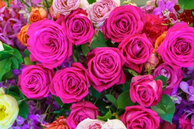 Çok renkli ve güzel bahçede gül.