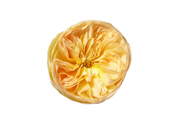 Žlutá Růže Izolovaných Bílém Pozadí — Stock fotografie