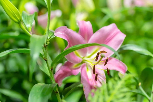 Lily Zahradě Pozadí Přírody — Stock fotografie