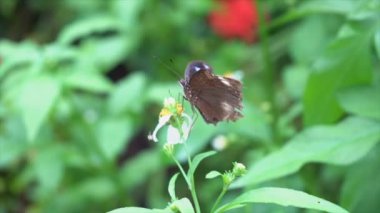 Polen parkta yeme kelebek.