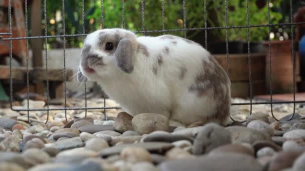 Tavşan Kaya Bahçelerinde Oturan — Stok video
