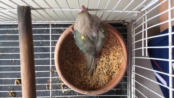 Verde Cheeked Perico Verde Cheeked Conure Lindo Mascotas — Vídeo de stock