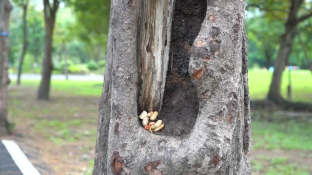 Sincap Yürüyüş Parkta Ağaç Üzerinde Yiyecek Bulmak — Stok video