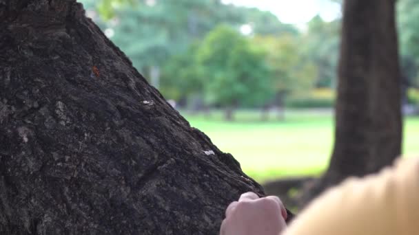 Ardilla Caminando Encontrar Comida Árbol Parque — Vídeo de stock