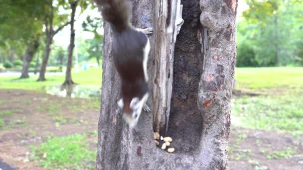 Ardilla Caminando Encontrar Comida Árbol Parque — Vídeo de stock