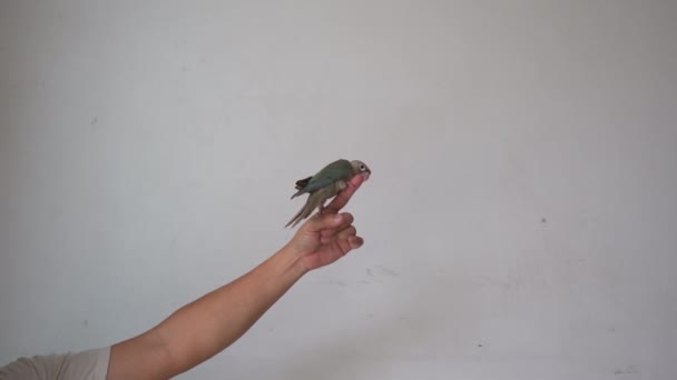 Periquito Faces Verdes Conure Faces Verdes Animais Estimação Bonitos — Vídeo de Stock