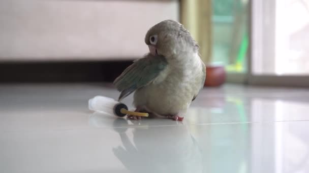 Grön Kinder Undulat Eller Grön Kinder Conure Söta Husdjur — Stockvideo