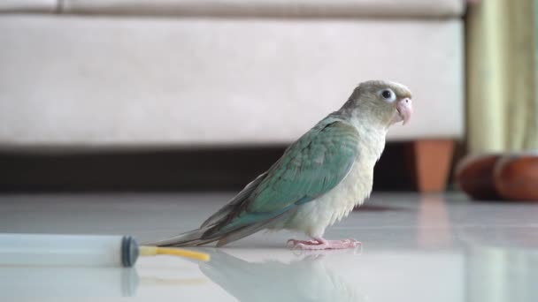 Yeşil Yanaklı Muhabbet Kuşu Veya Yeşil Yanaklı Conure Sevimli Hayvanlar — Stok video