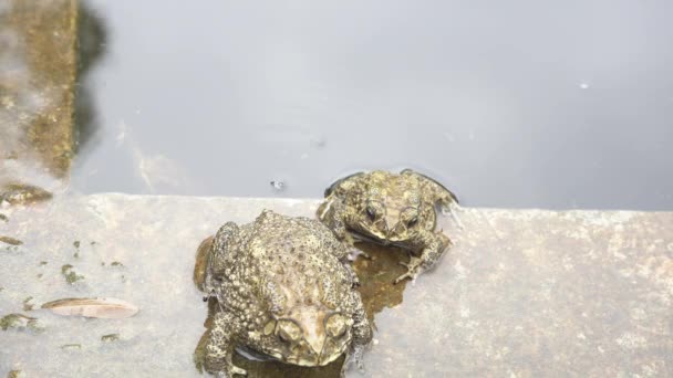 Toad Marooned Wait Time Starve Death Pond — Stock Video