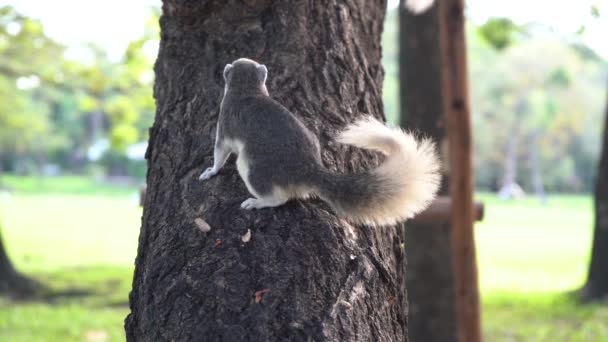 Esquilo Comer Noz Árvore Parque — Vídeo de Stock