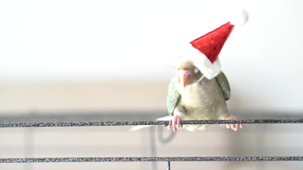 Green Cheeked Parakeet Green Cheeked Conure Wearing Santa Cross Hats — Stock Video