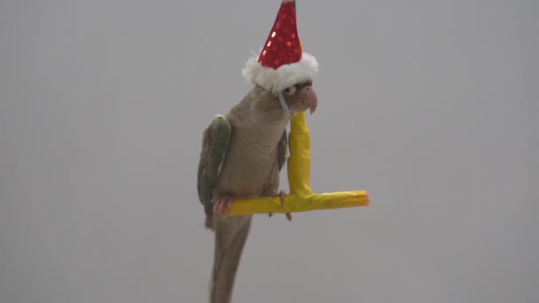 Green Cheeked Parakeet Green Cheeked Conure Wearing Santa Cross Hats — Stock Video