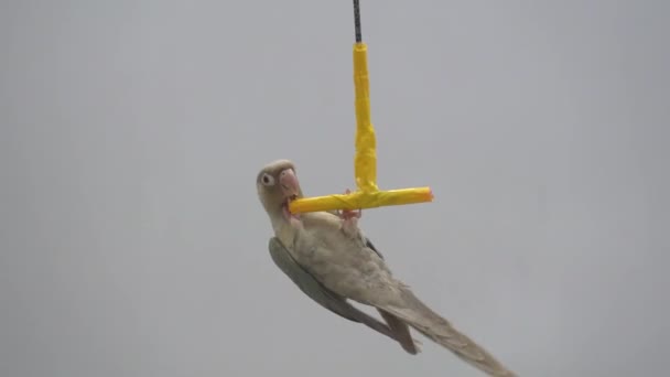 Green Cheeked Parakeet Green Cheeked Conure Playing Toys — Stock Video