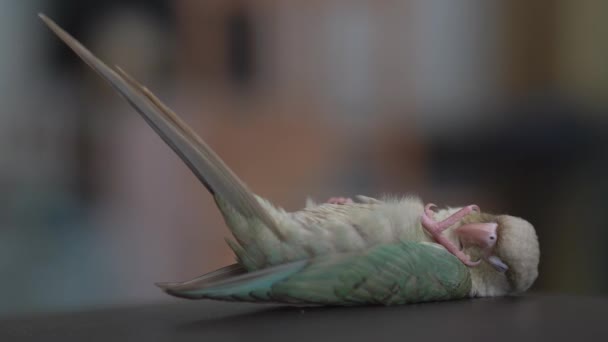 Grön Kinder Undulat Eller Grön Kinder Conure Sover Liggande — Stockvideo