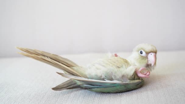 Yeşil Yanaklı Muhabbet Kuşu Veya Yeşil Yanaklı Conure Yataklı Vagon — Stok video