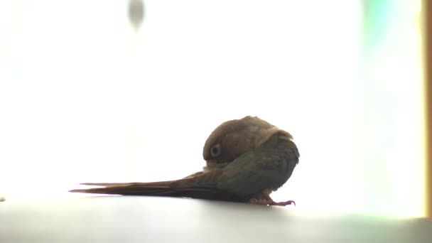 Perruche Joues Vertes Conure Joues Vertes Est Animaux Mignons — Video