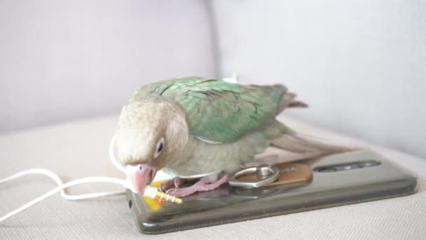 Зеленощёкий Попугай Зеленощёкий Конур Кусающий Маленькую Беседу Диване — стоковое видео