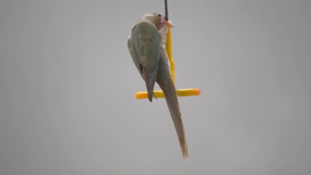 ホオミドリアカオウロコインコまたはホオミドリアカオウロコインコおもちゃを遊んでいます — ストック動画