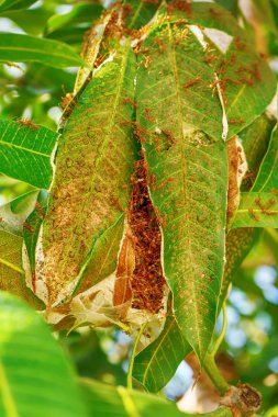 Mango yapraklarda yuva içinde ve dışında yürüyüş kırmızı karıncalar.