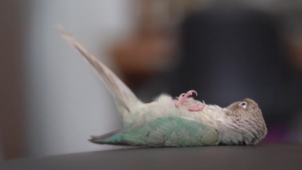 Зеленощёкий Попугай Зеленощёкий Конур Спят Лёжа — стоковое видео