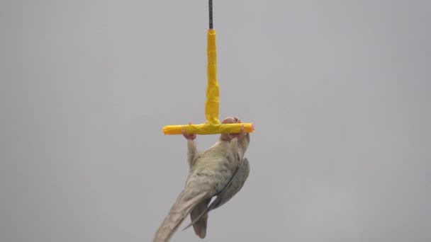 Grön Kinder Undulat Eller Grön Kinder Conure Spelar Leksaker — Stockvideo