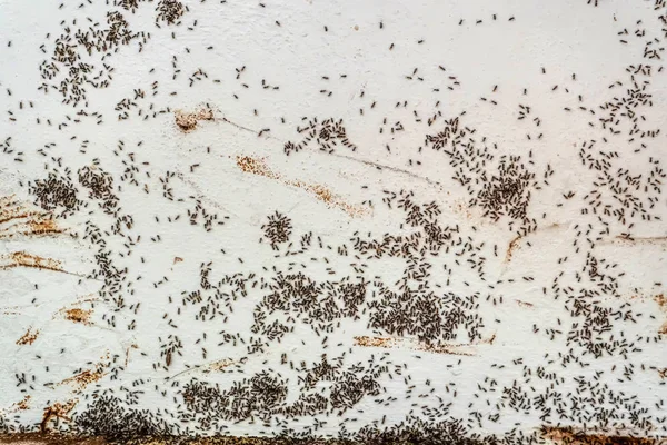 黒アリが壁に群発地震します — ストック写真