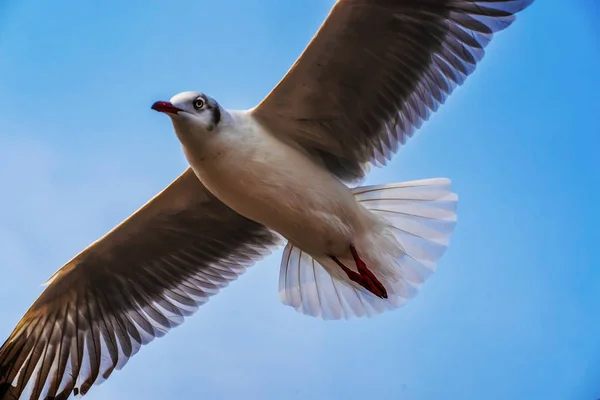 Чайки Летают Чайки Мигрировали Таиланд Зимой — стоковое фото