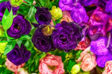 Gül çiçek aşk temsil eder. Onun çiçek arka plan üzerinde.