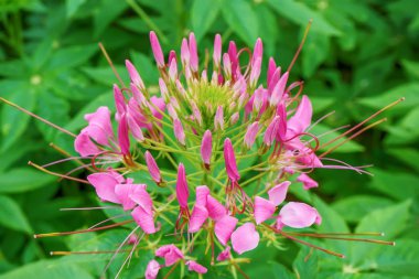 Cleome mor kırmızı beyaz pembe gibi çok renkli bir çiçektir.