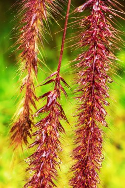 Pennisetum pedicellatum bir çim bir türüdür. Hayvancılık için önemli gıda kaynakları çim türü bulunmaktadır.