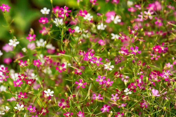 Kosmos Blommande Växter Familjen — Stockfoto