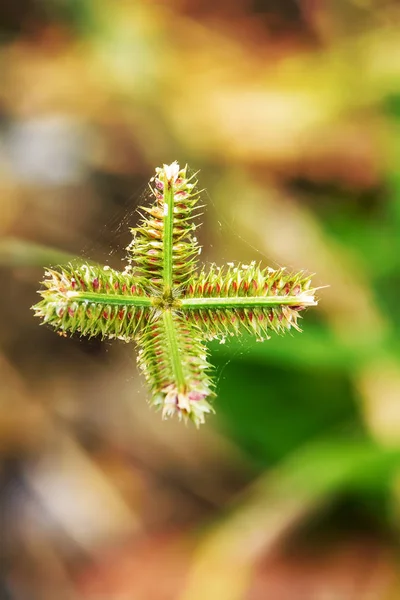 Poaceae Gramineae Muchas Especies Hermoso Sobresaliente — Foto de Stock