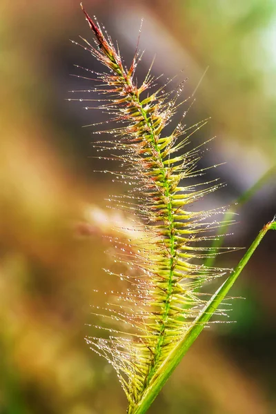 Pennisetum Pedicellatum Una Hierba Tipo Las Especies Pasto Son Importantes — Foto de Stock