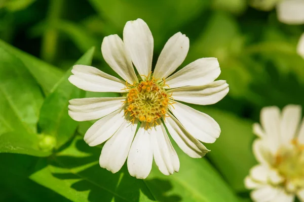 Zinnia Elegans Sobre Fondo Natural — Foto de Stock