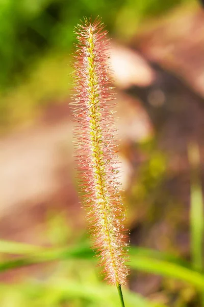 Pennisetum Pedicellatum Трава Одного Типа Виды Травы Являются Важными Источниками — стоковое фото