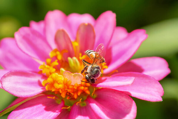 Zinnia elegans on a nature background.