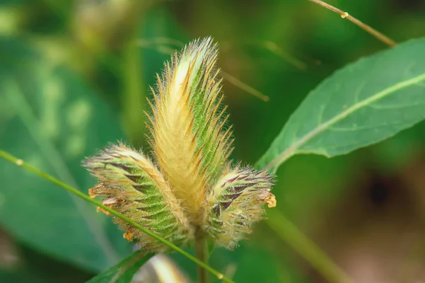 Poaceae Gramineae Muchas Especies Hermoso Sobresaliente — Foto de Stock