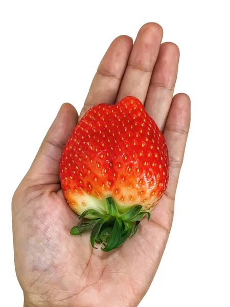 白い背景で隔離の手のひらにイチゴ — ストック写真