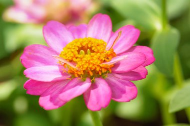 Zinnia elegans doğa arka plan üzerinde.