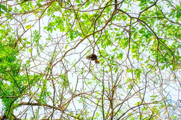 Squirrel eat nut on the tree