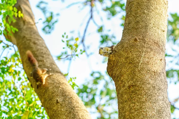 Ardilla comer nuez en el árbol —  Fotos de Stock