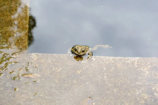 Kröte — Stockfoto