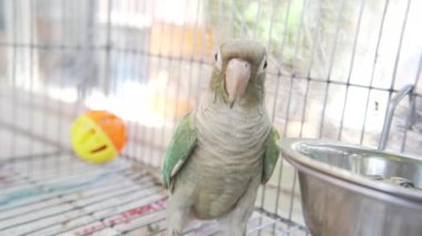 Yeşil yanaklı muhabbet kuşu veya yeşil yanaklı konür bir kafeste ayçiçeği tohumu yiyor.