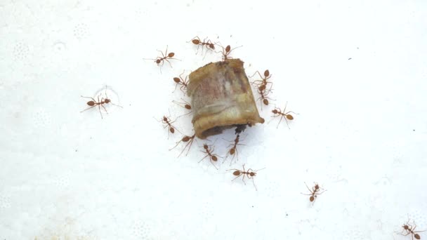 Formigas Vermelhas Estão Comendo Osso Porco — Vídeo de Stock