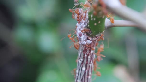 Las Hormigas Rojas Caminando Sobre Las Ramas — Vídeo de stock