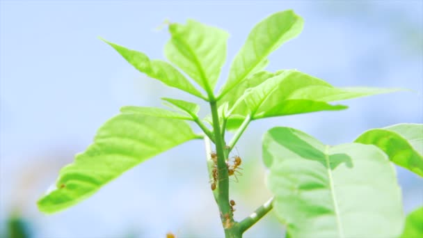 Las Hormigas Rojas Caminando Sobre Árbol — Vídeos de Stock