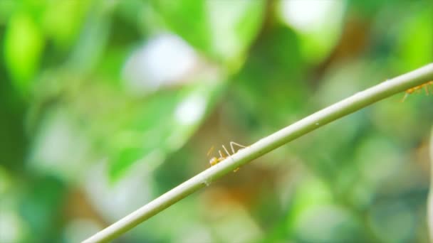 Die Roten Ameisen Die Auf Den Zweigen Gehen — Stockvideo