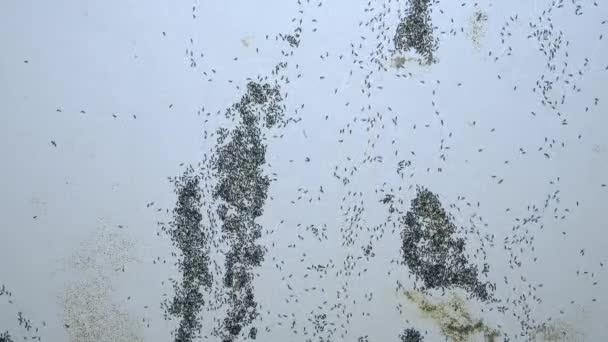 Die Schwarze Ameisenkolonie Der Wand — Stockvideo