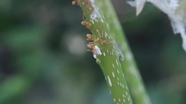 Las Hormigas Rojas Caminando Sobre Las Ramas — Vídeo de stock